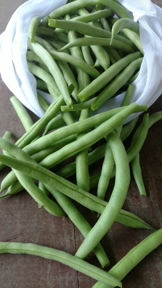 Green Bean Harvest